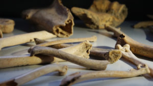 Bones Found in Fern Creek